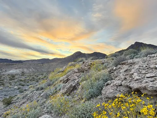 Bright sky over desert landscape with yellow flowers.