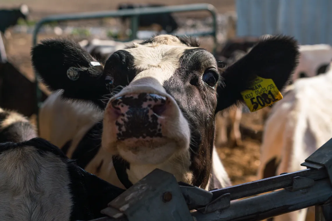 Holstein Cow