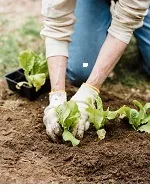 community garden