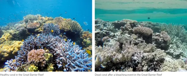 reef before and after