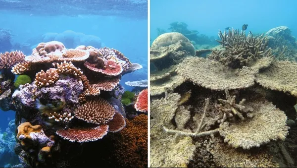 reefs before and after #2