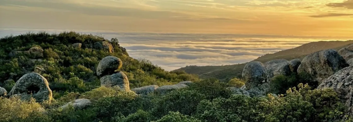 Green forest pictured above clouds with sunset in background