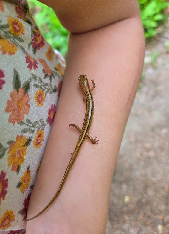 An arm with a brown-green salamander resting on it