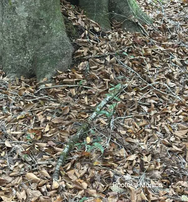 Snake in the brown leaves, Latham Whitehurst Nature Park