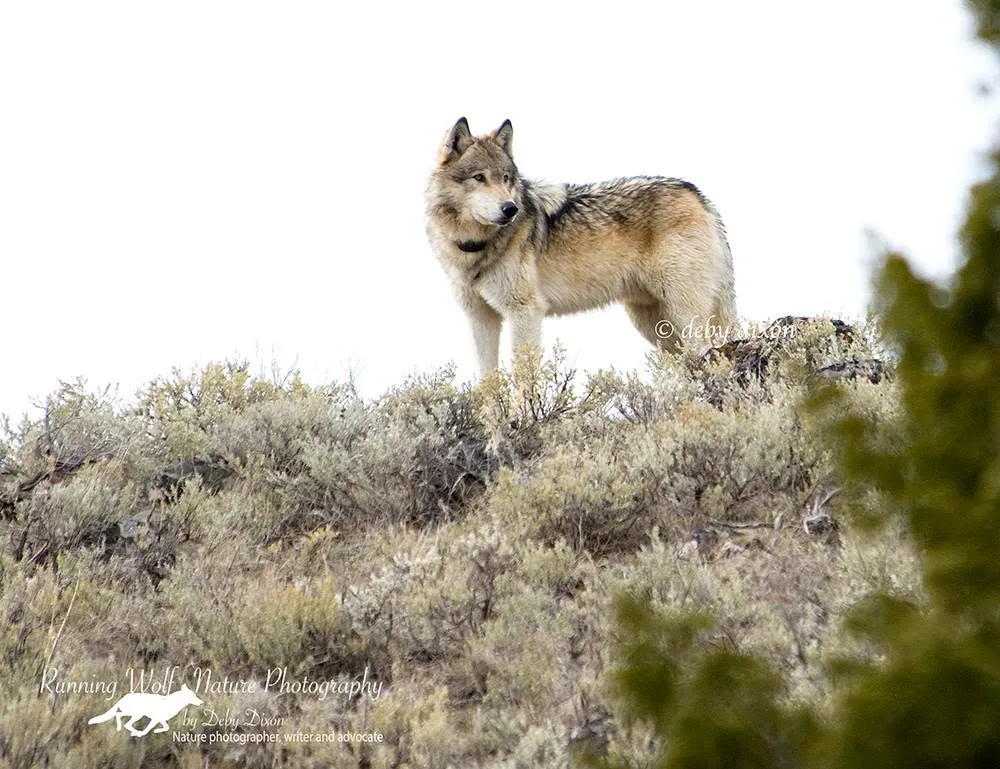 Wolf