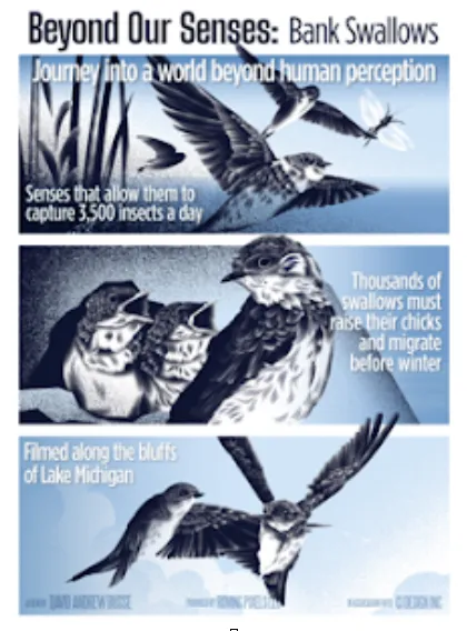 Bank Swallows