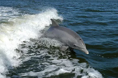 Bottlenosed dolphin.jpg