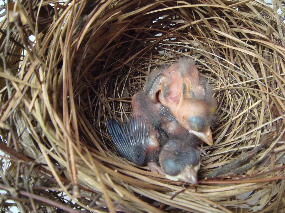 C Conley, BIRDS-cowbird in cardinal nest.jpg