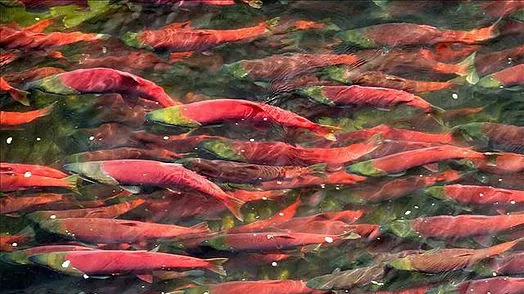 Salmon.jpg