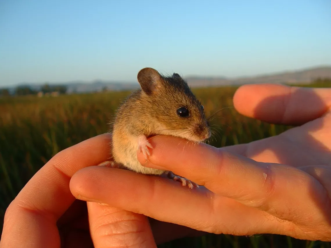 Salt Marsh Harvest Mouse - USGS.jpg
