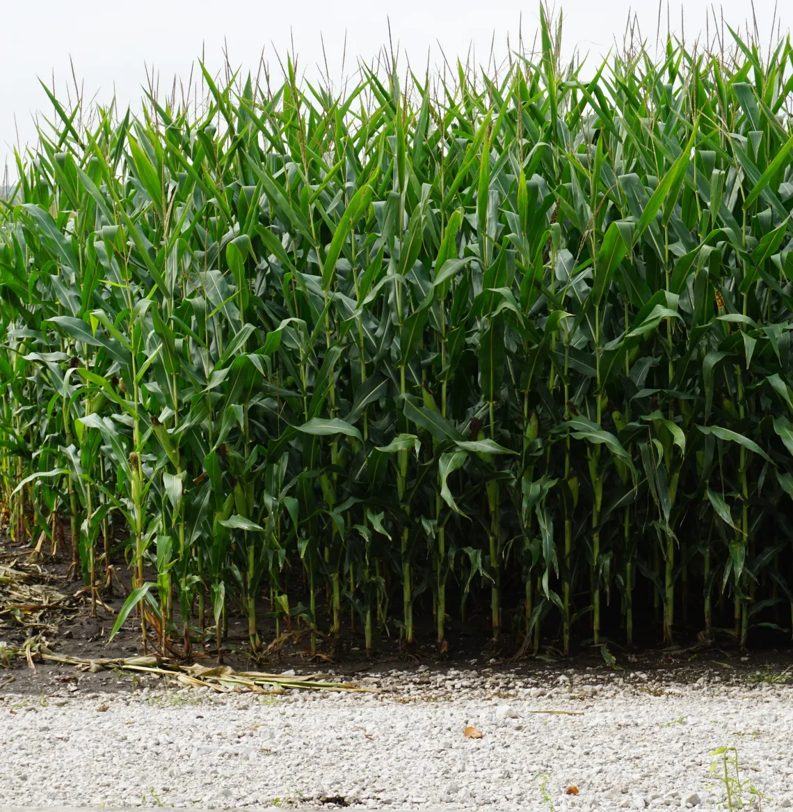 corn field