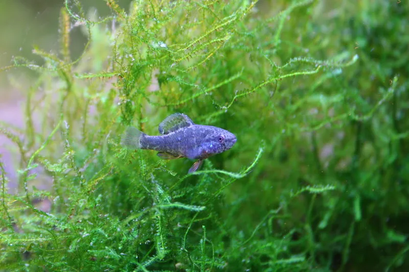 Spring-pygmy-sunfish-Conservation-Fisheries-FPWC-scr.JPG