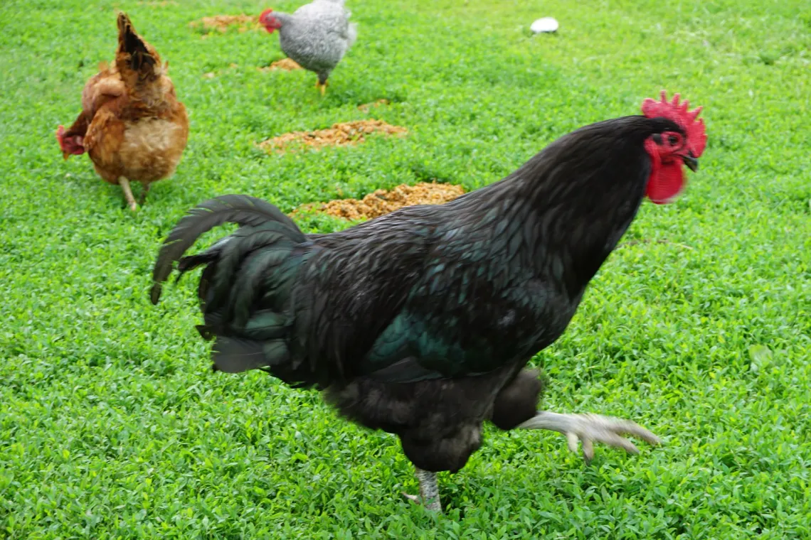 chickens