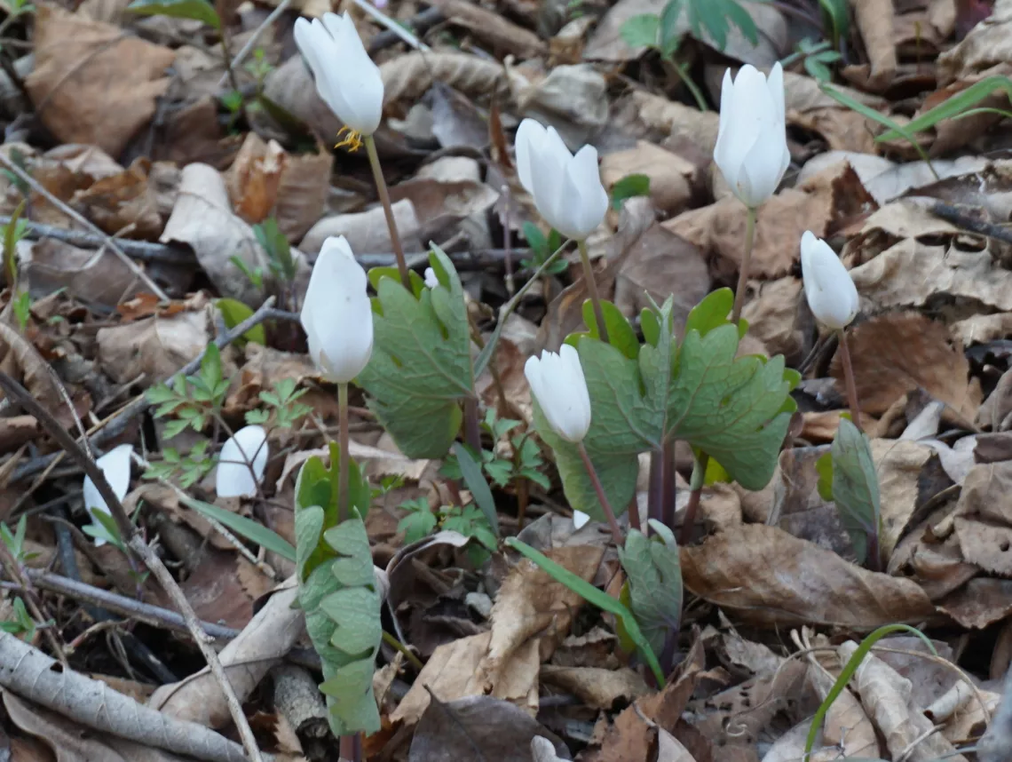 Bloodroot
