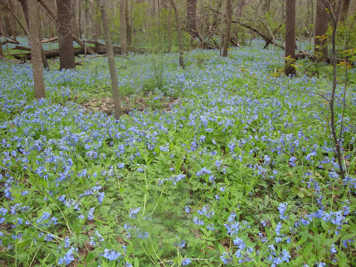 blue bells, photo by Renata Sack