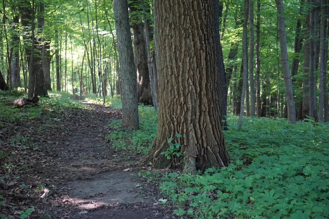 Wapsipinicon State Park