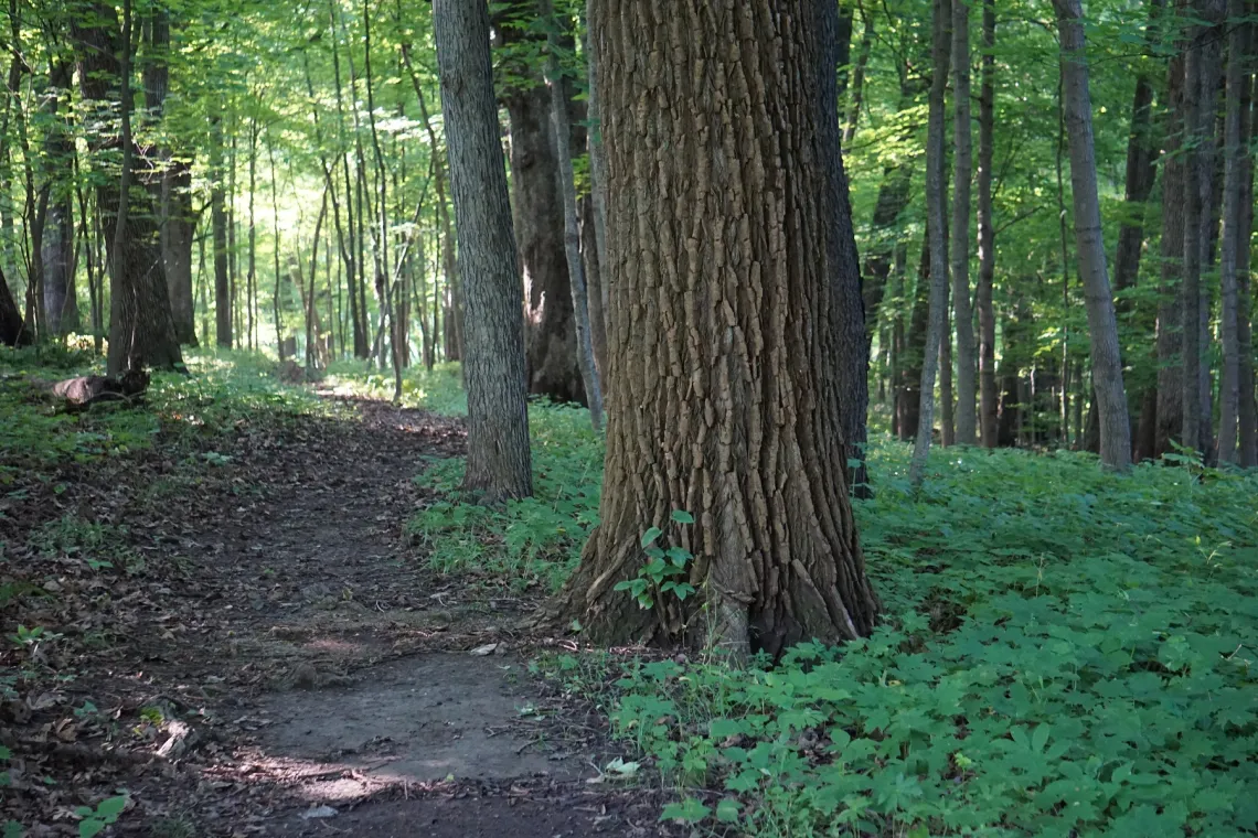 Wapsipinicon State Park