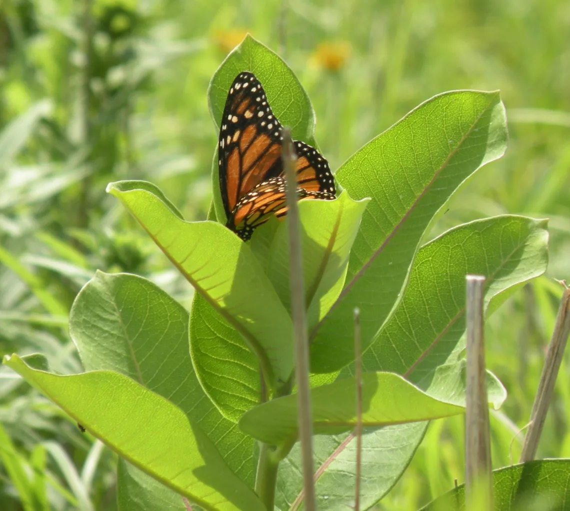 monarch on milkweed.JPG