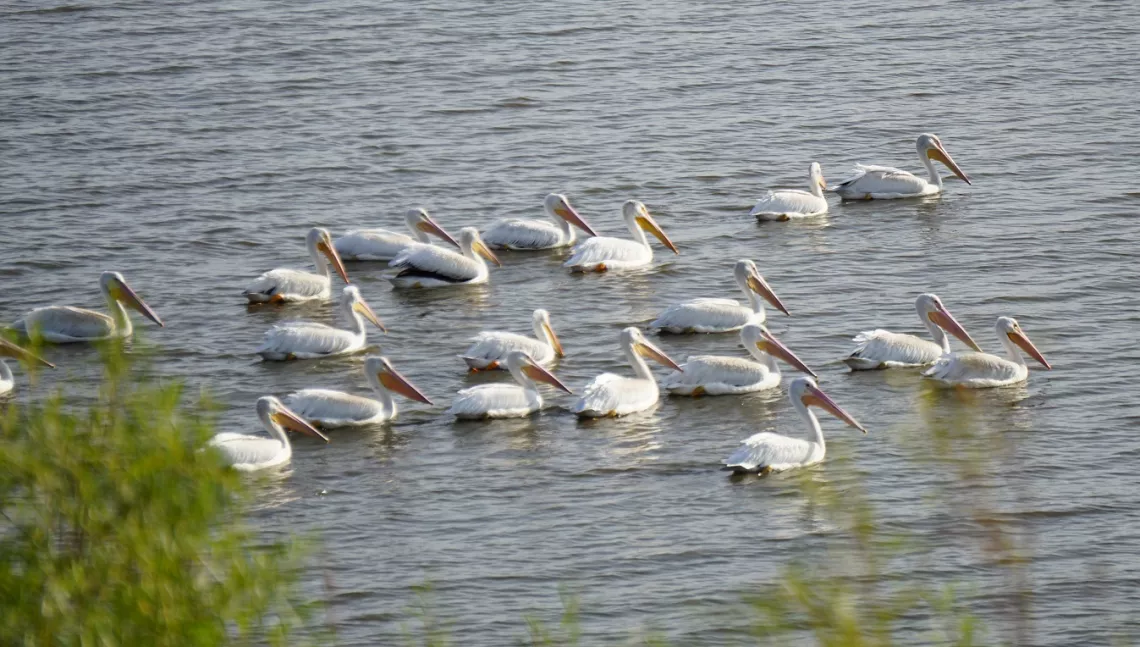 pelicans.jpg