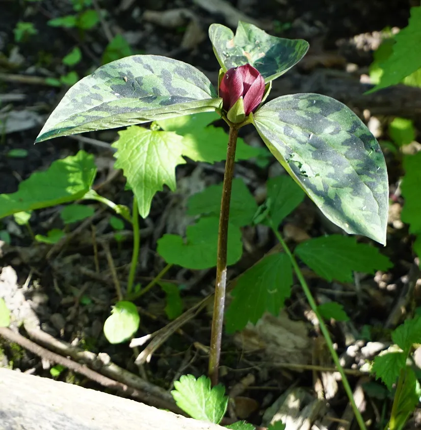 trillium