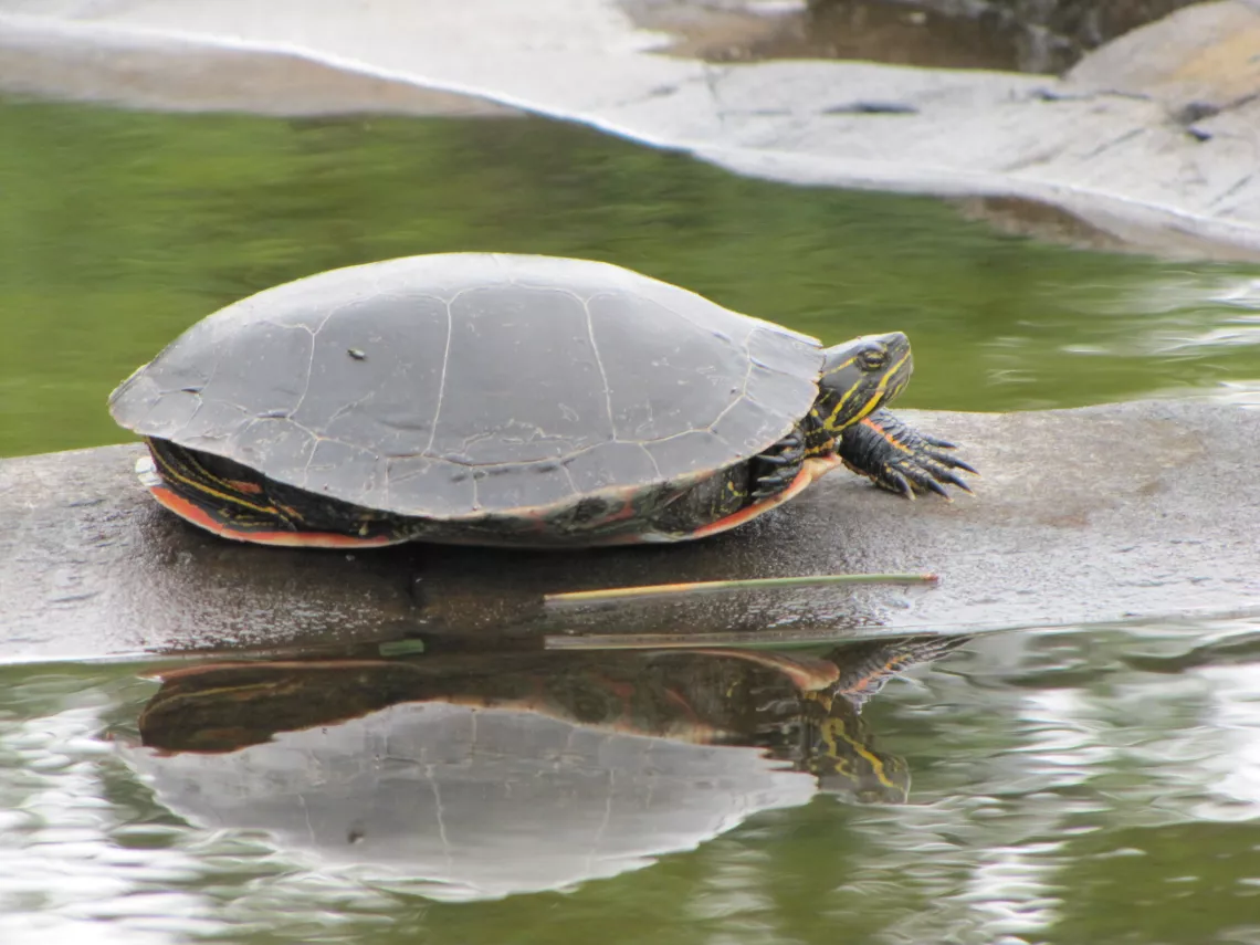 painted turtle at the Boundary Waters Canoe Aarea, by Ray Harden