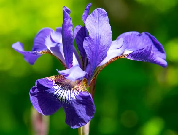 Siberian Iris (J. Todd Waterman) Thumbnail.jpg