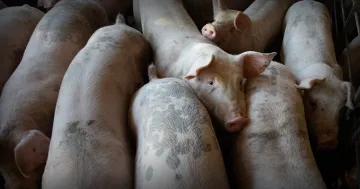 Hogs packed in a pen (Pexels / Mark Stebnicki)