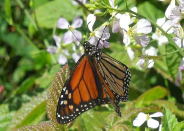Monarch butterfly pollinating