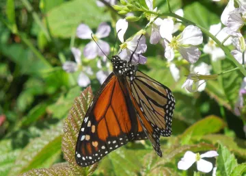 Monarch butterfly pollinating
