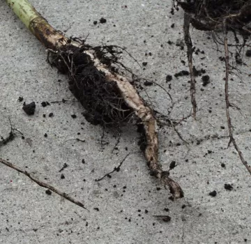 curved roots of Sunn Hemp as a result of soil compaction