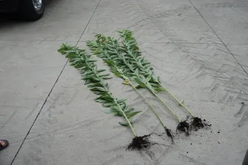 Sunn Hemp Plants