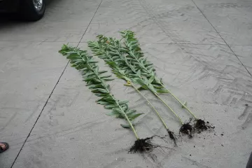 Sunn Hemp Plants