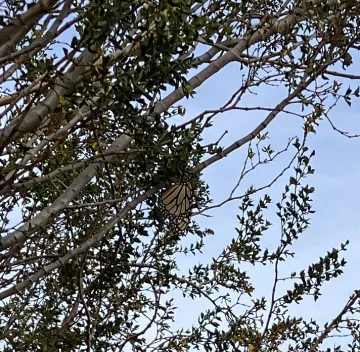 Monarch Butterfly