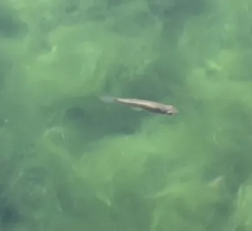 Pupfish