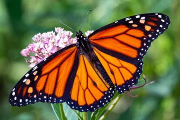 Biodiversity and Saving Endangered Species: Butterflies. Birds, Bees and Insects.