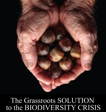 Hands full of acorns