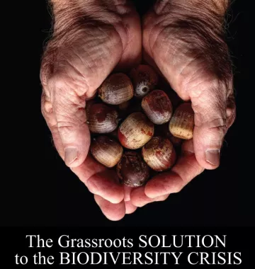 Hands full of acorns