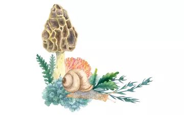 Illustration shows some foliage, a snail, and a morel.