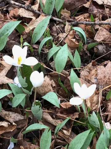 spring flowers -- trout lily 