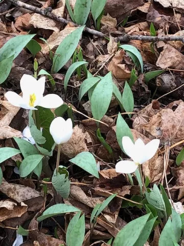 spring flowers -- trout lily 