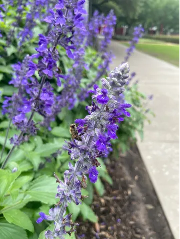 Merely blue sage 