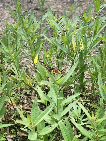 Common milkweed