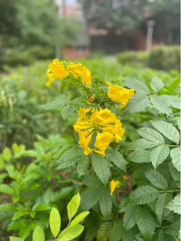 yellow trumpet flower