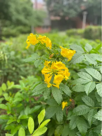yellow trumpet flower