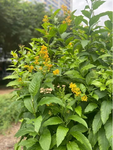yellow trumpet flower