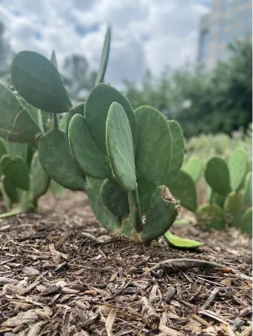 Eastern Prickly Pear 