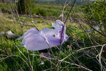 Purple Plastic shopping bag gets caught on a bush in a prairie 