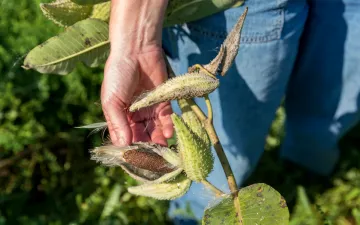 Close-up of a hand next to a large plant.