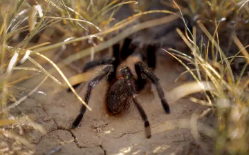 Close-up of a tarantula on a patch of dirt in the grass