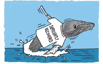 A humpback whale jumping out the the water wearing a tshirt that says 'Sufficiently Recovered'